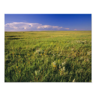 Kurzer Grass Prairie im äußersten Nordosten Fotodruck