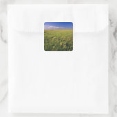 Kurzer Grass Prairie im äußersten Nordosten Quadratischer Aufkleber (Tasche)