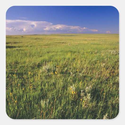 Kurzer Grass Prairie im äußersten Nordosten Quadratischer Aufkleber (Vorderseite)
