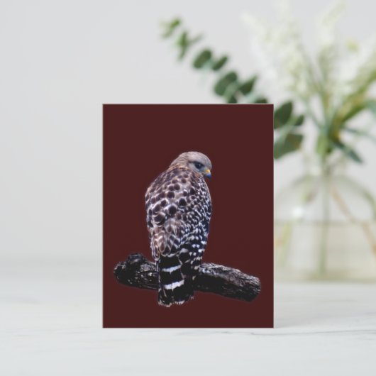 Kurzer Schwanz Hawk Postkarte (Stehend Vorderseite)