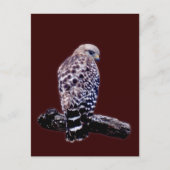 Kurzer Schwanz Hawk Postkarte (Vorderseite)