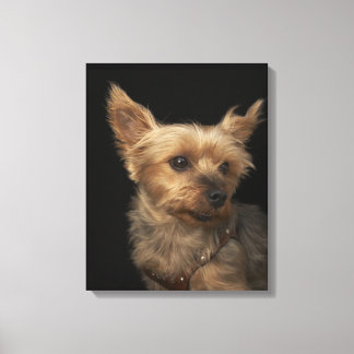 Kurzer Yorkie-Hund, der rechts sucht Leinwanddruck