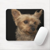 Kurzer Yorkie-Hund, der rechts sucht Mousepad (Mit Mouse)
