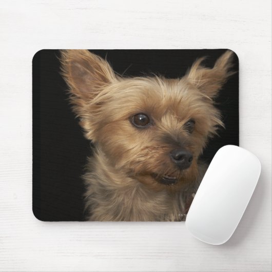 Kurzer Yorkie-Hund, der rechts sucht Mousepad (Mit Mouse)
