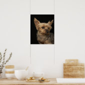 Kurzer Yorkie-Hund, der rechts sucht Poster (Küche)