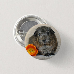 Kurzes Haar, glatt, Agouti Guinea Schweinchen und Button
