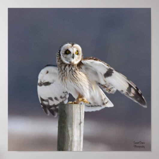 Kurzes Owl 2 Poster (Vorne)