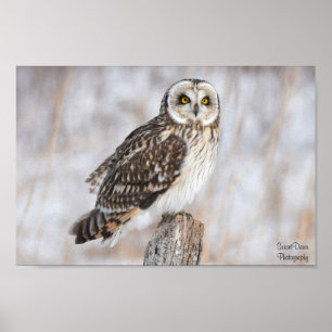 Kurzes Owl Poster