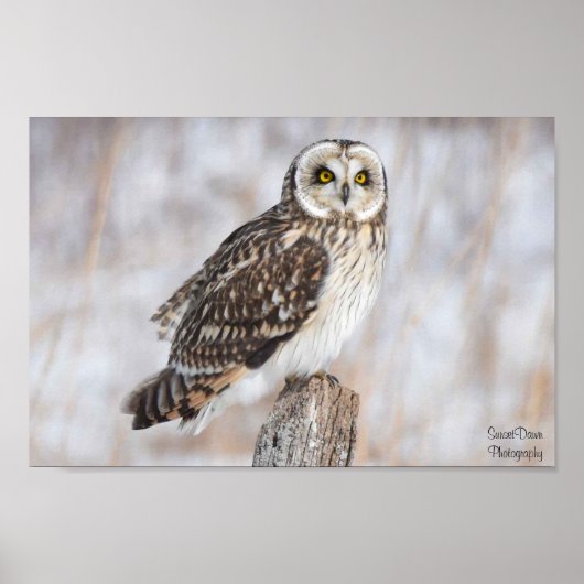 Kurzes Owl Poster (Vorne)