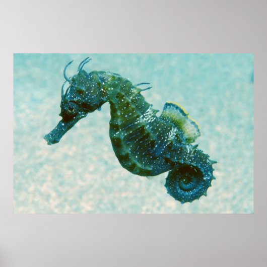 Kurzes Seepferd | Krim, Russland Poster (Vorne)