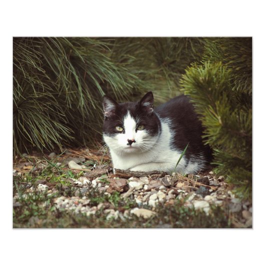 Kurzfristige Katze - Foto (Vorne)