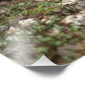 Kurzfristige Katze - Foto (Ecke)