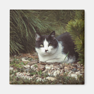 Kurzfristige Katze - Magnet
