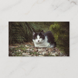 Kurzfristige Katze - Visitenkarte