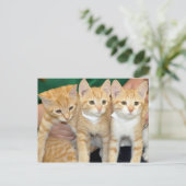 Kurzfristige Orange Tabby Kittens Postkarten (Stehend Vorderseite)