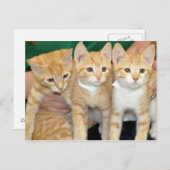 Kurzfristige Orange Tabby Kittens Postkarten (Vorne/Hinten)