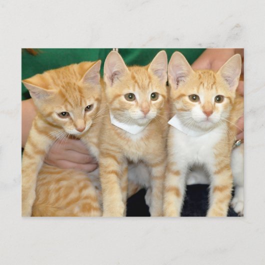 Kurzfristige Orange Tabby Kittens Postkarten (Vorderseite)