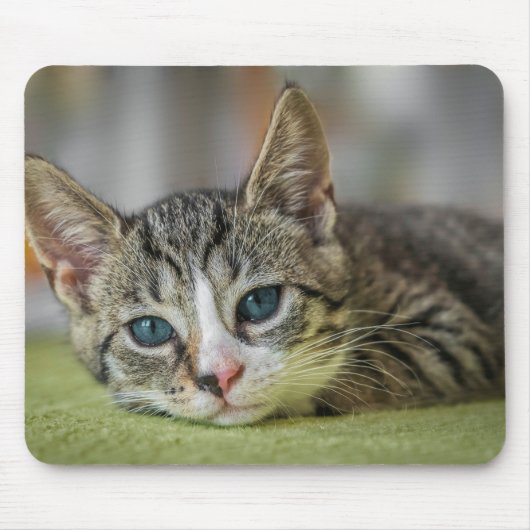 Kurzhaar, Katze, Haustier Mousepad (Vorne)