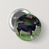 Kurzhaariger Chihuahua stehend Button (Vorne & Hinten)