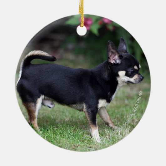 Kurzhaariger Chihuahua stehend Keramikornament (Hinten)