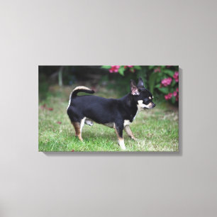Kurzhaariger Chihuahua stehend Leinwanddruck