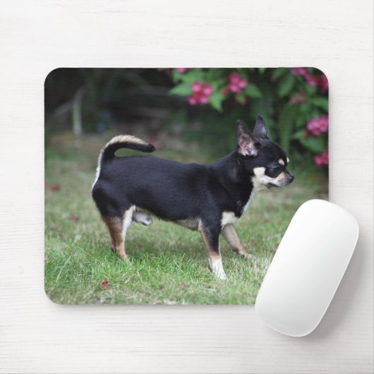 Kurzhaariger Chihuahua stehend Mousepad (Mit Mouse)