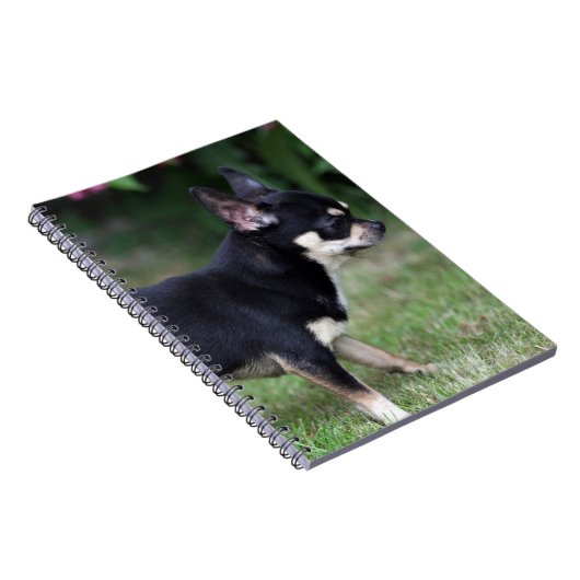 Kurzhaariger Chihuahua stehend Notizblock (Rechte Seite)