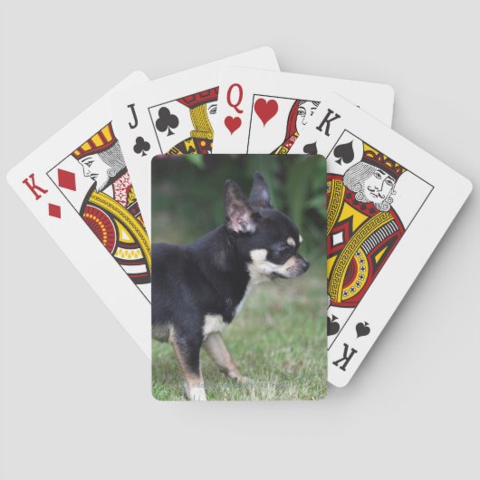 Kurzhaariger Chihuahua stehend Spielkarten (Rückseite)