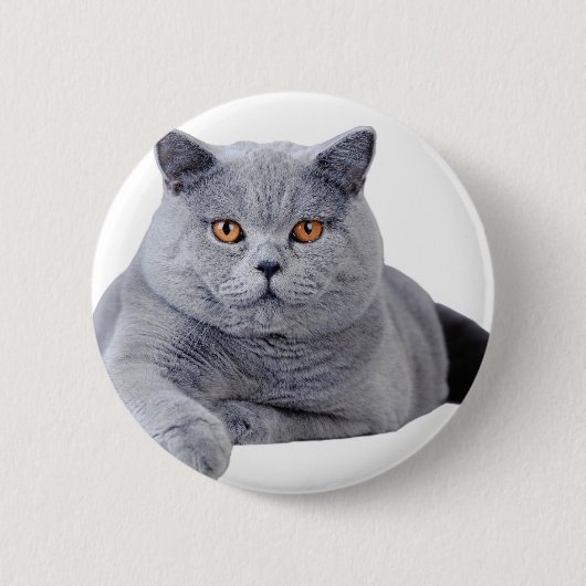 Kurzhaarkatze Button (Vorderseite)