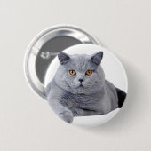 Kurzhaarkatze Button (Vorne & Hinten)