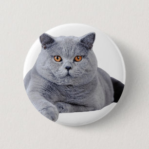 Kurzhaarkatze Button
