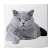 Kurzhaarkatze Fliese (Vorderseite)