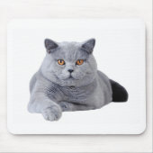 Kurzhaarkatze Mousepad (Vorne)