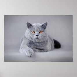 Kurzhaarkatze Poster