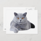 Kurzhaarkatze Postkarte (Vorne/Hinten)