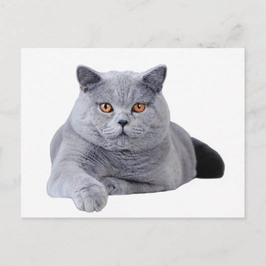 Kurzhaarkatze Postkarte (Vorderseite)