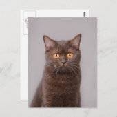 Kurzhaarkatze Postkarte (Vorne/Hinten)