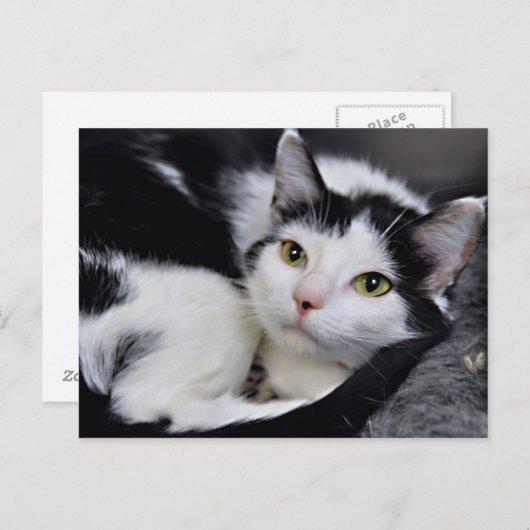 Kurzkatzen-Postkarten für Schwarz und Weiß Postkarte (Vorne/Hinten)