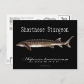 Kurznase Sturgeon-Black-Postcard Postkarte (Vorne/Hinten)
