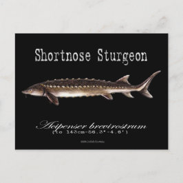 Kurznase Sturgeon-Black-Postcard Postkarte