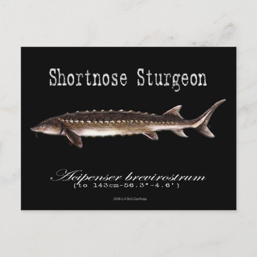 Kurznase Sturgeon-Black-Postcard Postkarte (Vorderseite)