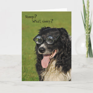 Kurzsichtige Border Collie Karte