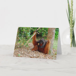 Kusasi, berühmter Orang-Utan König am Lager Leakey Karte