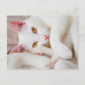 kuschelige Postkarte (Vorderseite)