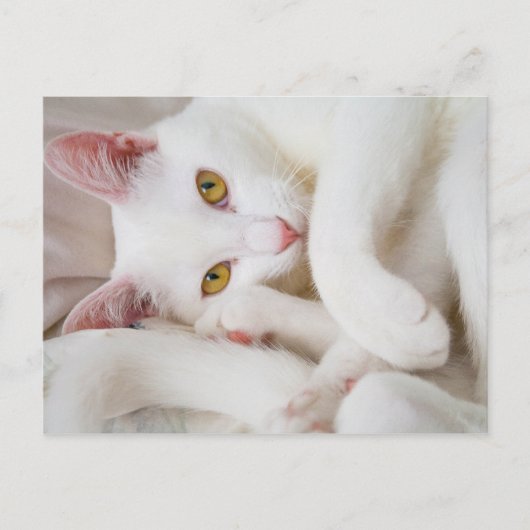 kuschelige Postkarte (Vorderseite)