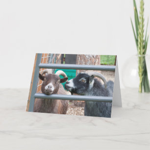 Kuschelige Ziegen! Karte