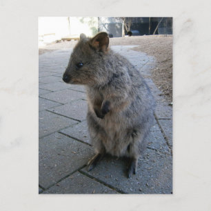 "Kuscheltiere in Australien: Ein kuscheliger graue Postkarte