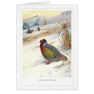 Kusers Blut-Rebhuhn;