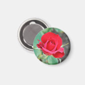 Kuss aus der Rote Rose Magnet (Vorderseite/Rückseite)