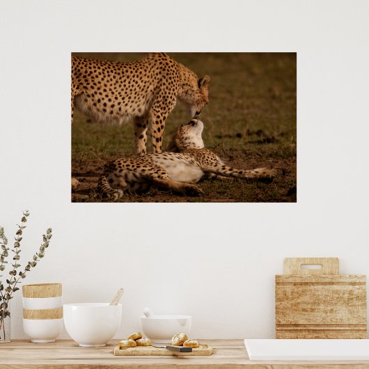 Kuss eines Geparden Poster (Küche)